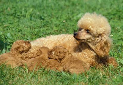 Une chienne Caniche allaite ses petits