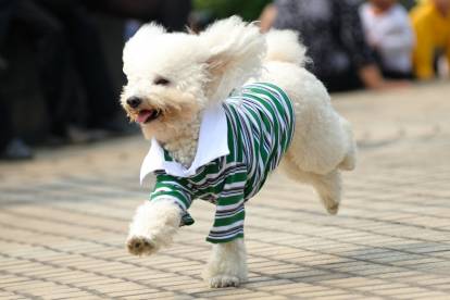Un Caniche avec un pull vert et blanc