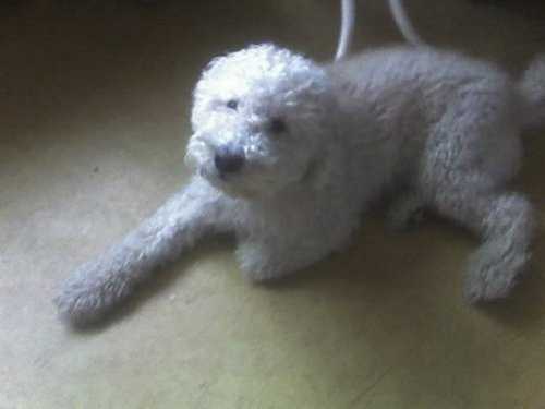 Nemo - Caniche Mâle (6 ans)