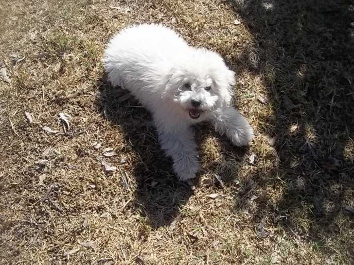 LUNA - Caniche Femelle (9 mois)