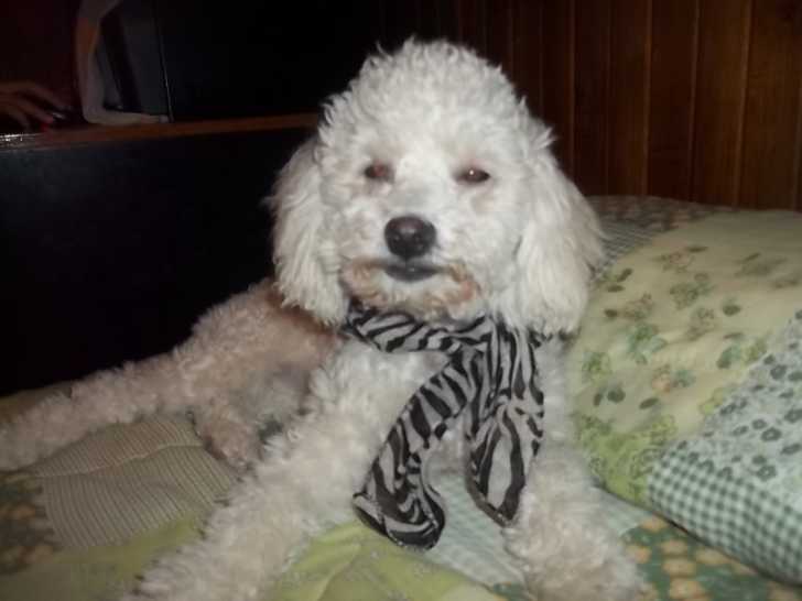 LUNA - Caniche Femelle (9 mois)