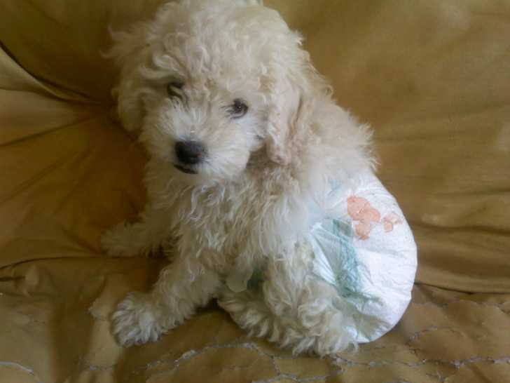 LUNA - Caniche Femelle (10 mois)