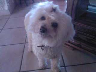 peluche - Caniche Femelle (13 ans)