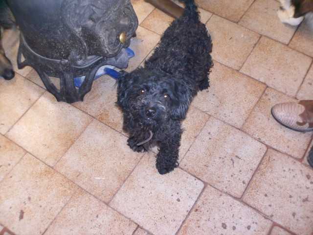 Chicana - Caniche Femelle (2 ans)