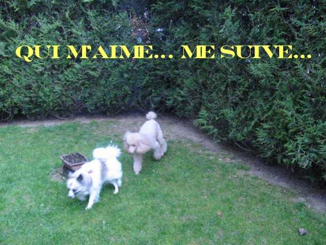 Caniche et croisée - Caniche