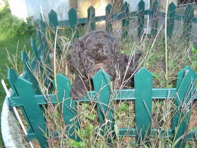 caniche nain choco - Caniche