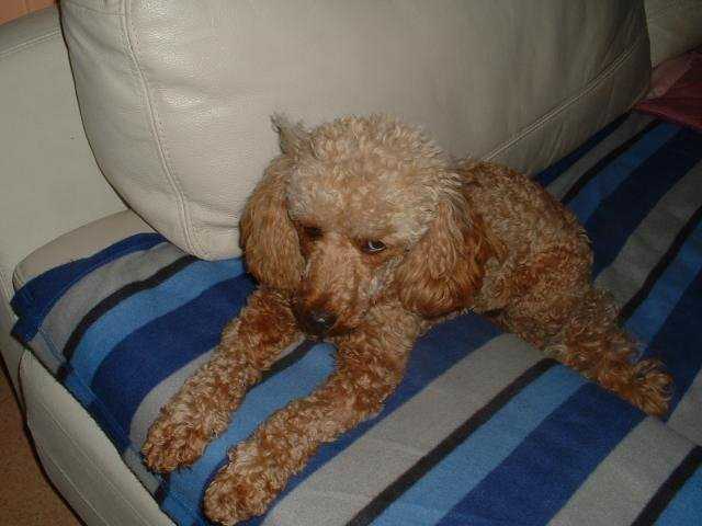 Caniche nain Gaufrette - Caniche