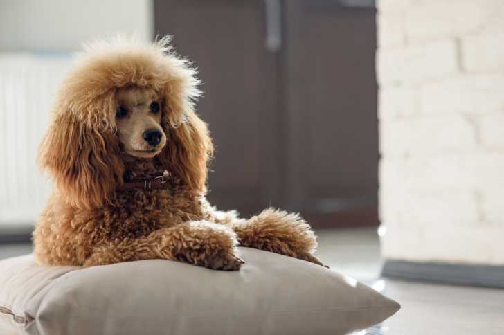 Un Caniche allongé sur un coussin