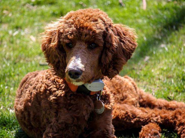 Le Caniche Un Chien Intelligent