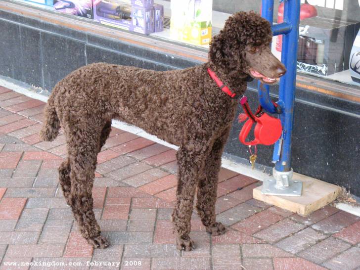 Le Caniche Chien Facile à éduquer Et Dresser