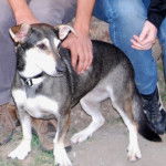 Laïka - Laïka de Sibérie Occidentale