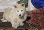 Photo Laïka de Sibérie Occidentale