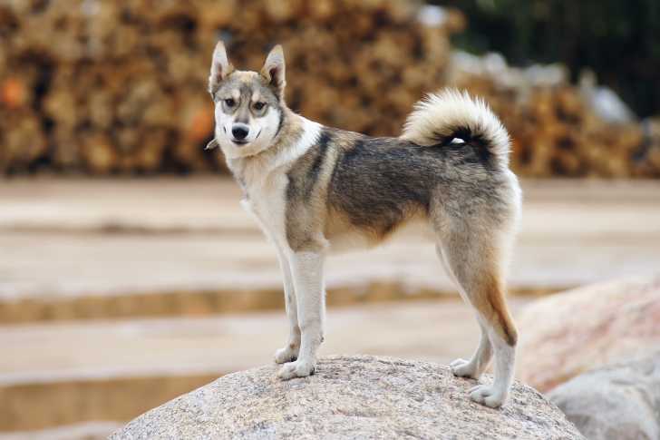 Photo Laïka de Sibérie Occidentale