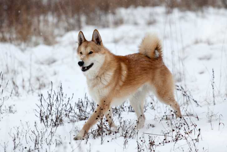 Photo Laïka de Sibérie Occidentale