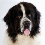 Landseer - Landseer