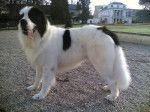 Véda landseer de 5 ans - Landseer (5 ans)