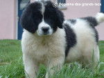 Chiot Landseer - Domaine des Grands Lacs - Landseer