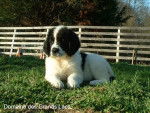 Photo Chiot Landseer- Domaine des Grands Lacs - Landseer