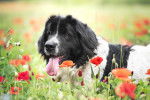Un Landseer dans un champ de coquelicots