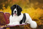 Un Landseer allongé sur un banc pendant l'automne