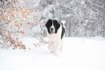 Photo Landseer