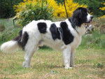 Domino Des Trois A De Plaisance - Landseer Mâle (2 ans)