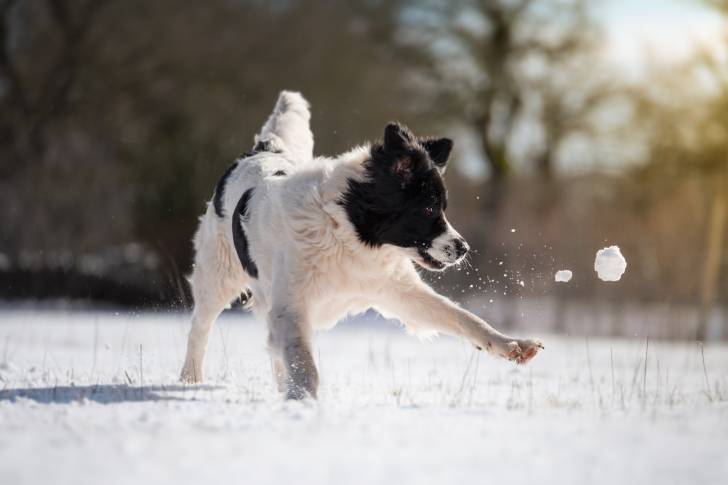 Un jeune Landseer joue avec une balle dans la neige