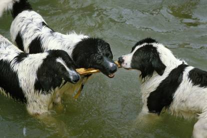 Trois Landseers jouent dans l'eau avec un bâton
