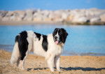 Un Landseer sur la plage