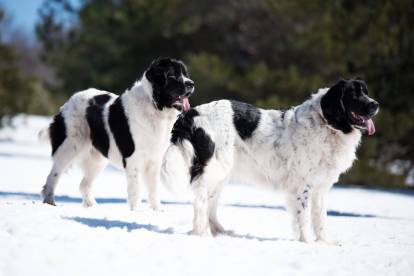 Résistance du Landseer au froid et à la chaleur