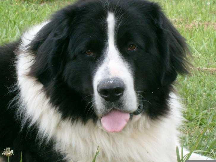 Ulane de la prairie d'éole - Landseer Femelle