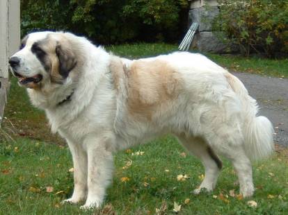 Salon Univers du chiot - Le bouvier bernois est un très grand chien qui a  tout du gros nounours. Robuste et rustique il saura vivre en extérieur,  mais il aime avant tout