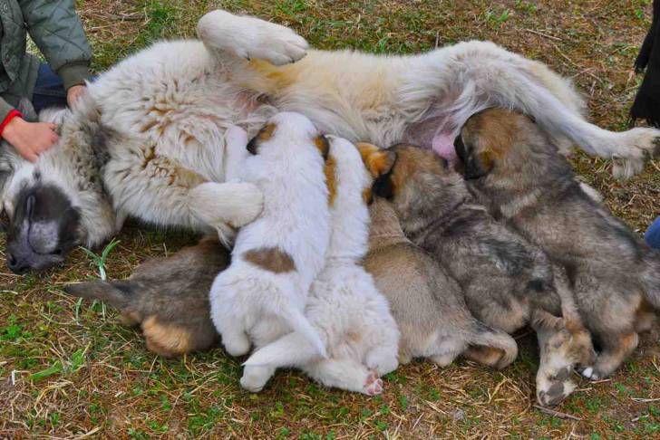Boleta - Mâtin des Pyrénées Femelle (5 ans)