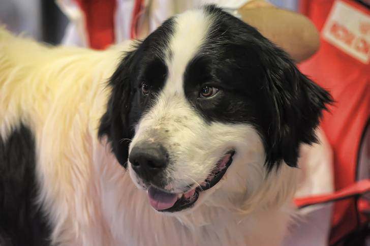 Photo Mâtin des Pyrénées