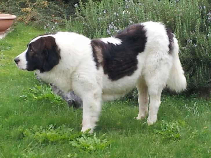 Perla - Mâtin des Pyrénées Femelle (3 ans)