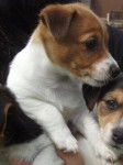 teaser - Parson Russell Terrier (2 mois)