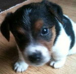 guinnis - Parson Russell Terrier (2 mois)