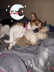 Chanel - Parson Russell Terrier (2 ans et 3 mois)