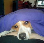 Chanel - Parson Russell Terrier