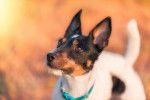Photo Parson Russell Terrier