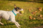 Photo Parson Russell Terrier