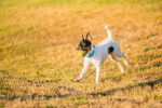Photo Parson Russell Terrier