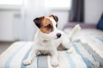 Photo Parson Russell Terrier