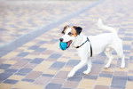 Photo Parson Russell Terrier