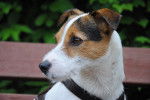 Photo Parson Russell Terrier