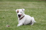 Photo Parson Russell Terrier