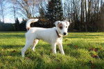 Photo Parson Russell Terrier
