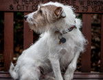 Photo Parson Russell Terrier