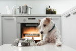 Photo Parson Russell Terrier