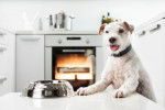 Photo Parson Russell Terrier